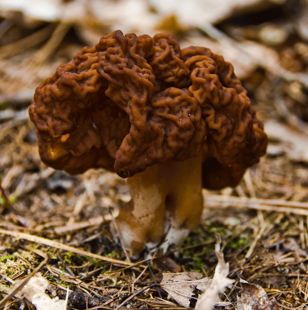 Fungi False Morels