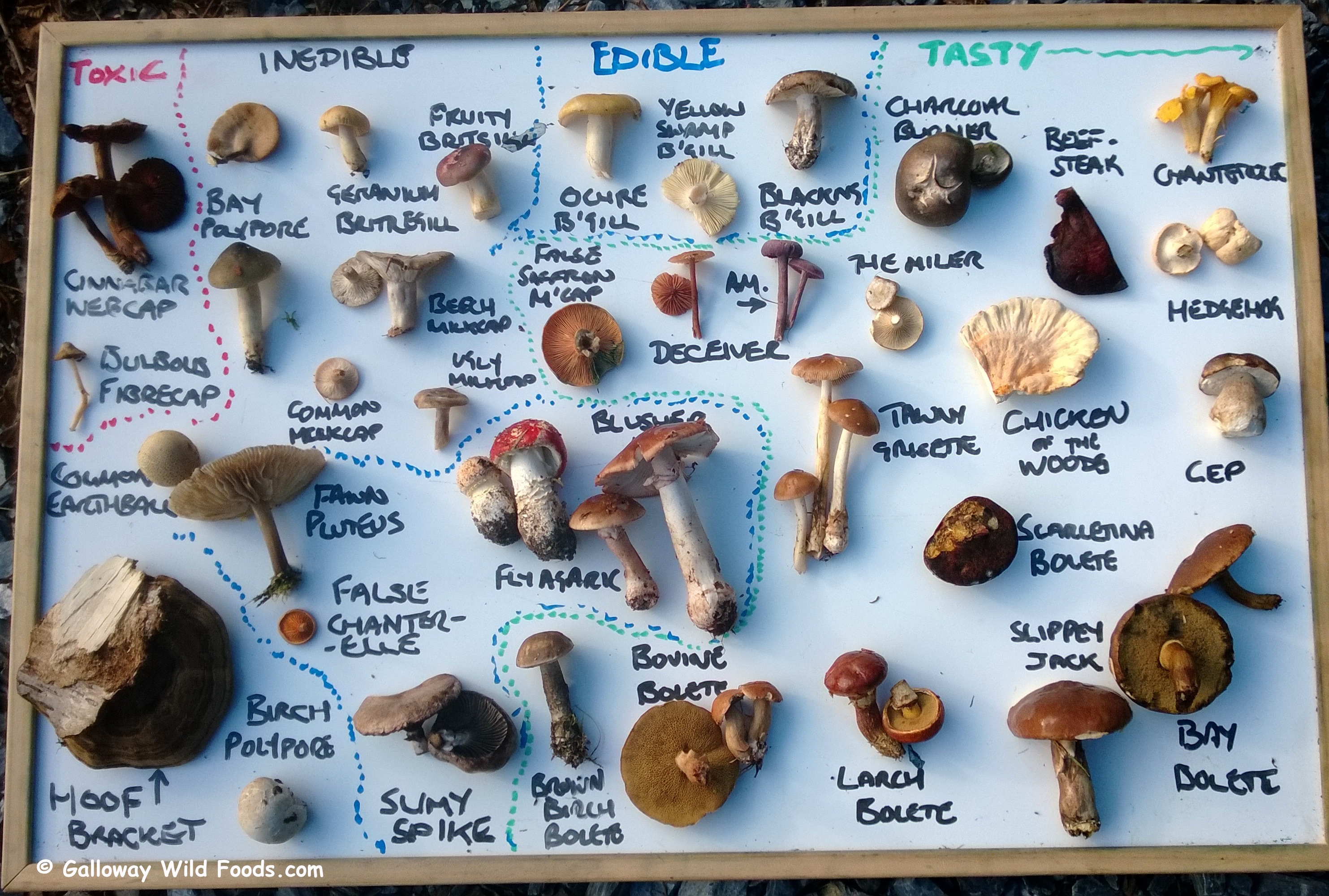 Mushroom Exam Online Mushroom Identification Training