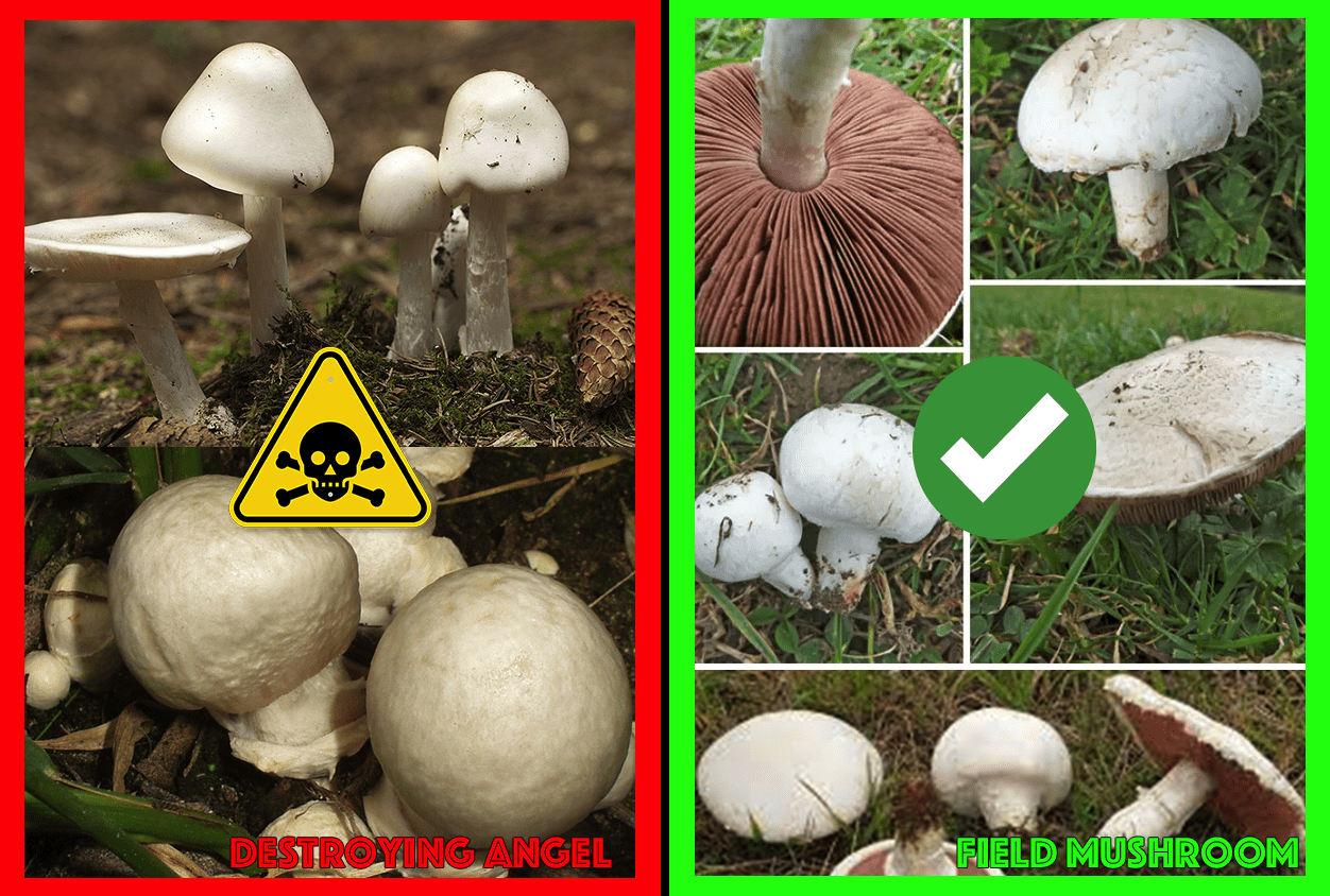 Comparison of Destroying Angel Mushroom and Similar Look-alike Species