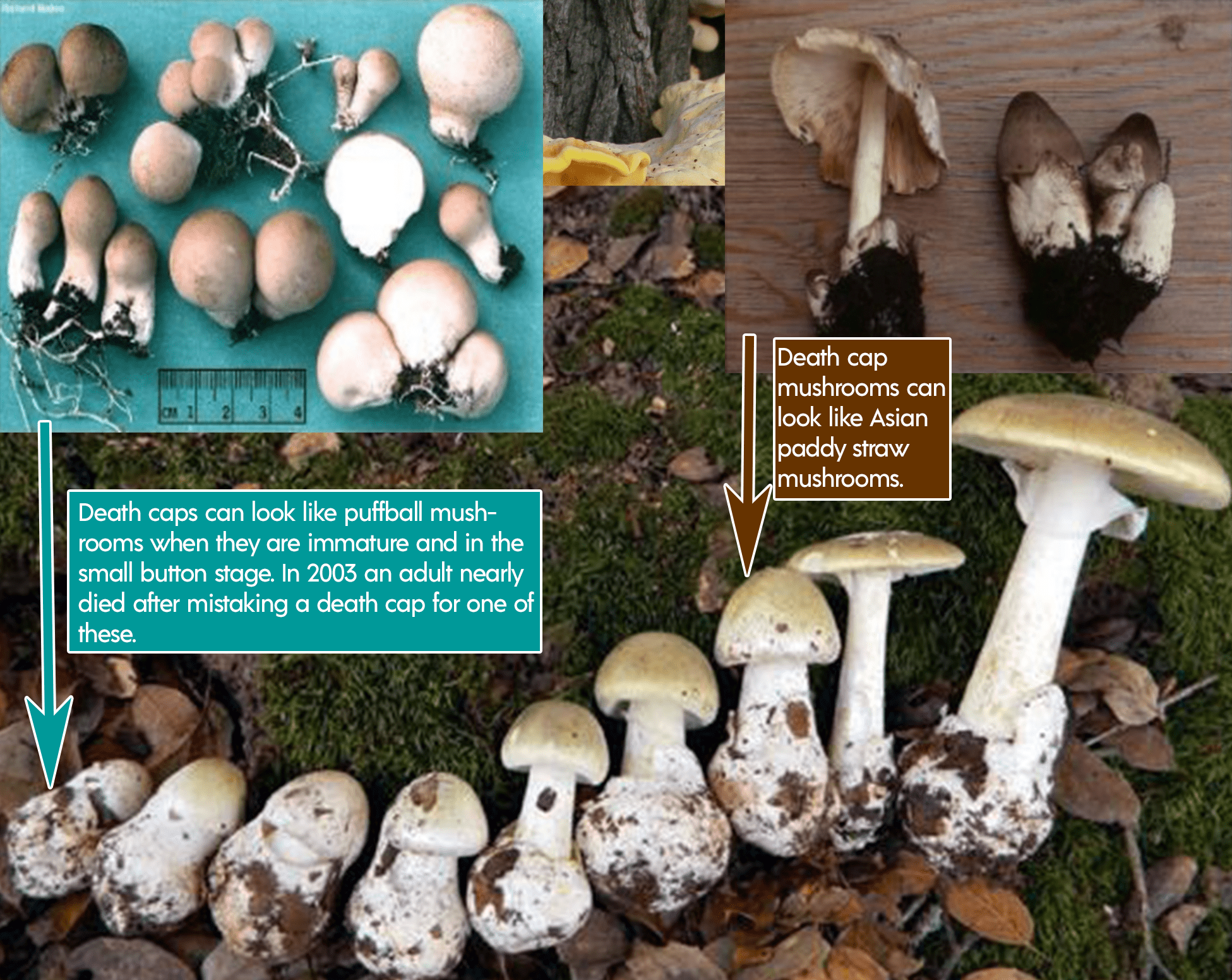Look alike poisonous mushrooms