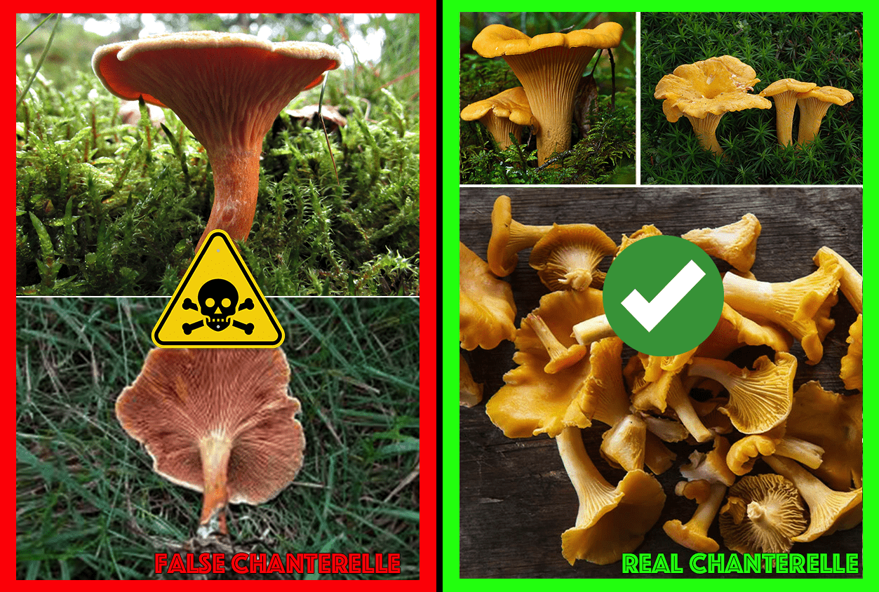 Comparison of False Chanterelle and True Chanterelle Mushrooms