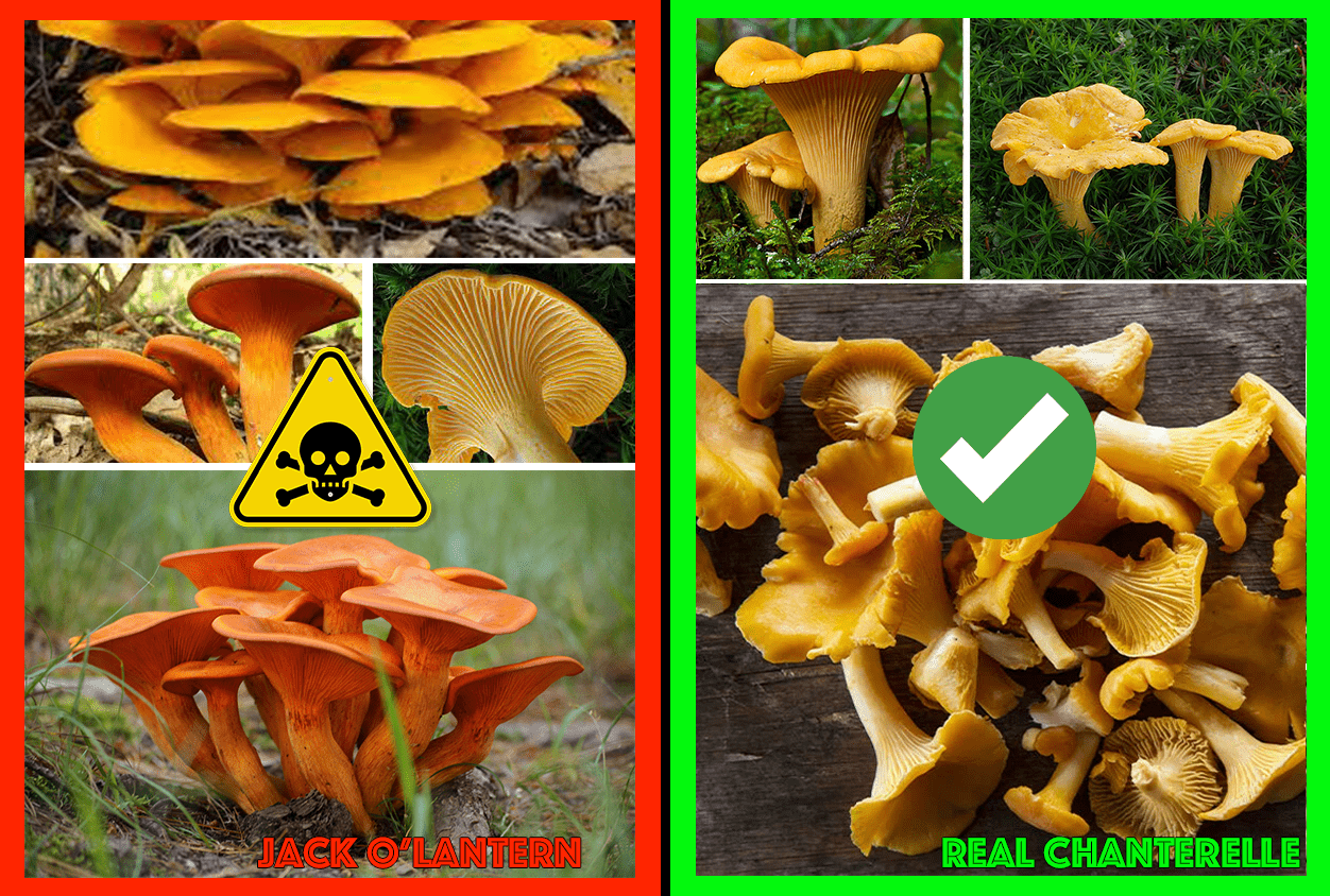 Distinguishing Characteristics: Jack O'Lantern Mushrooms vs. Chanterelles