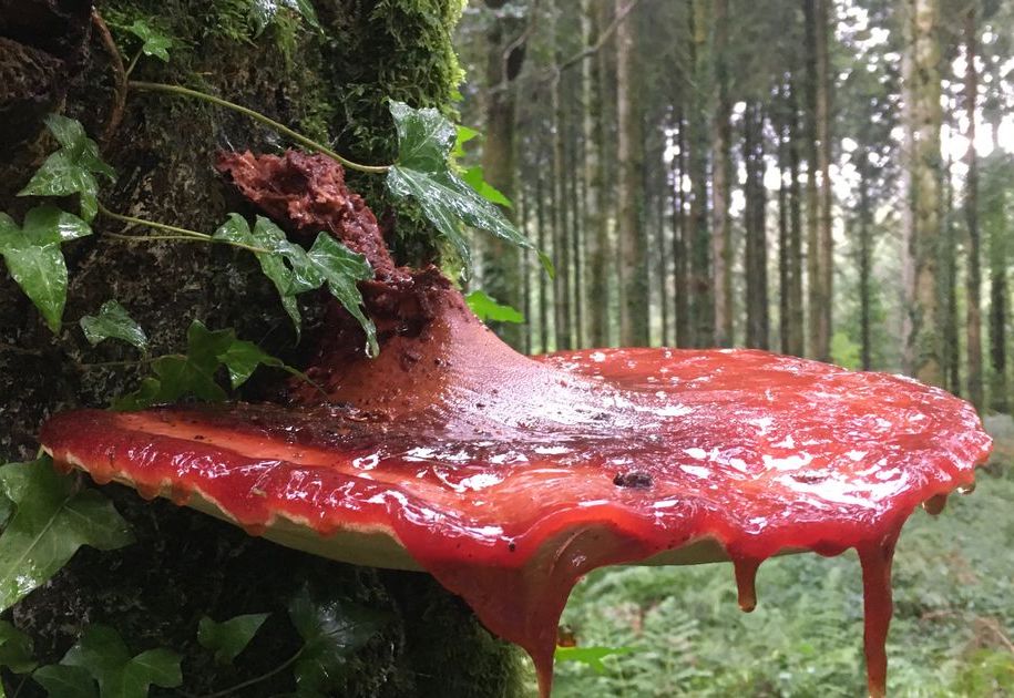 Weirdest mushroom ever