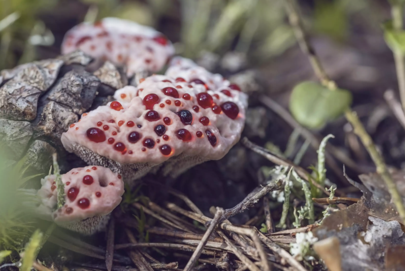strangest mushroom