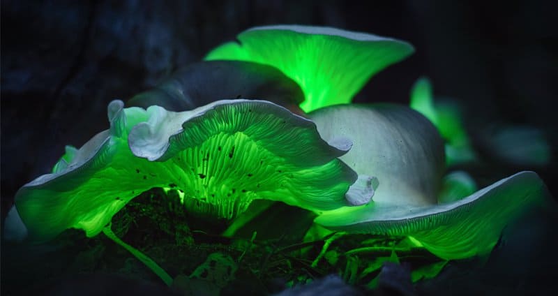 glow in the dark mushroom