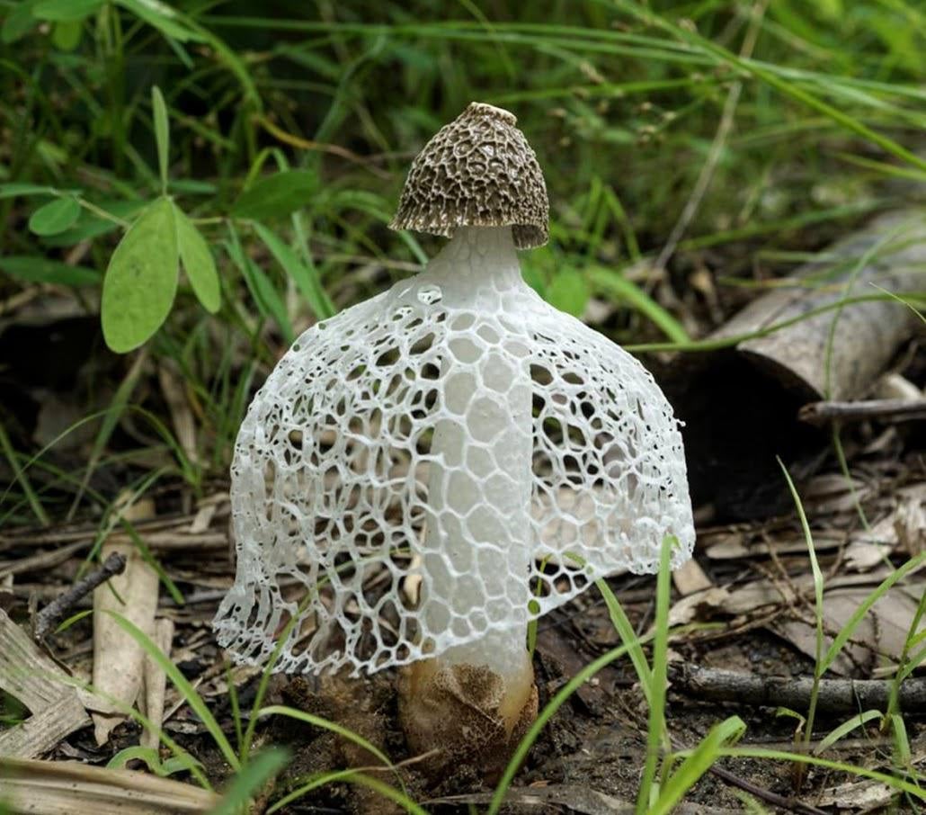 weird mushrooms