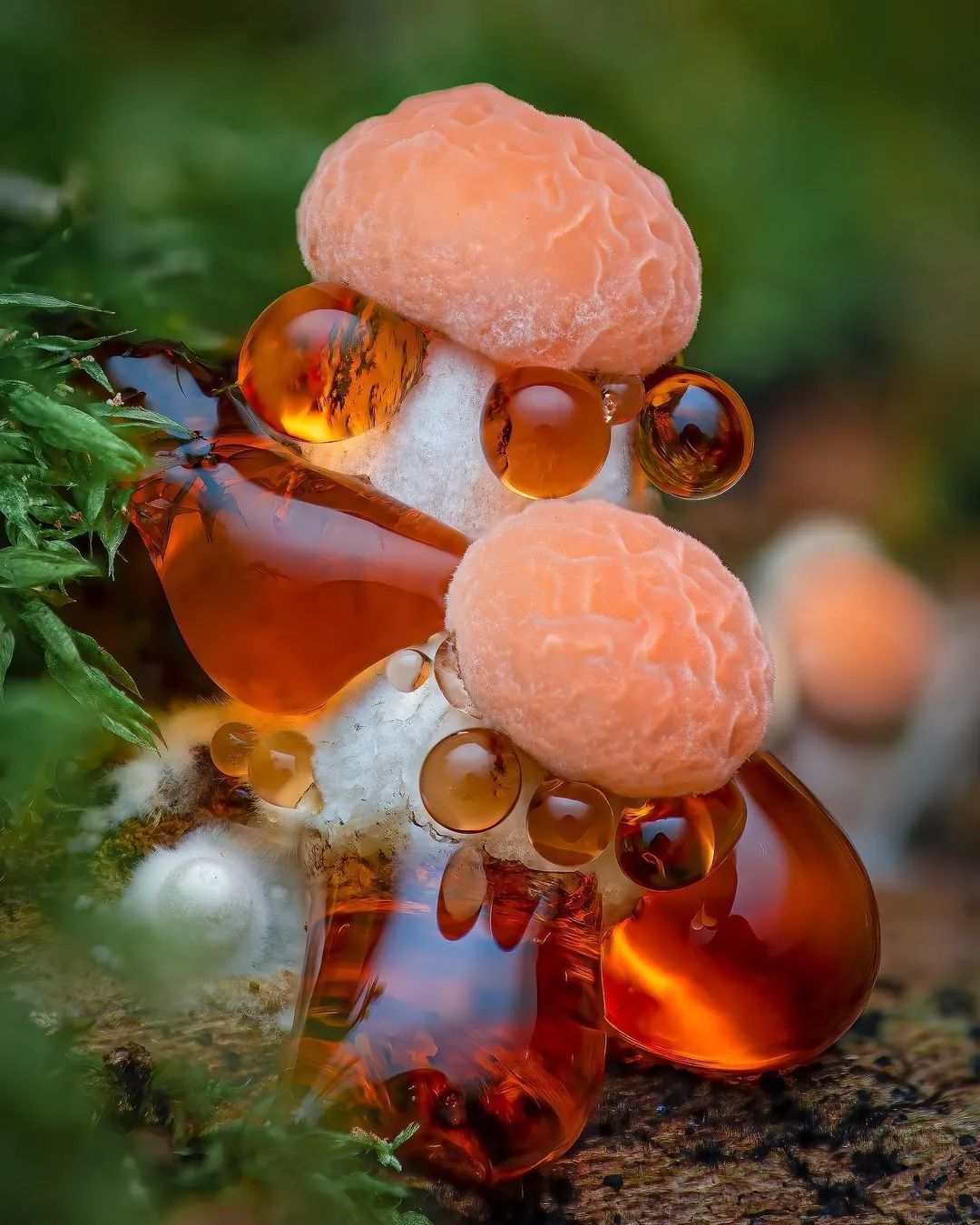 Weird mushroom Wrinkled peach