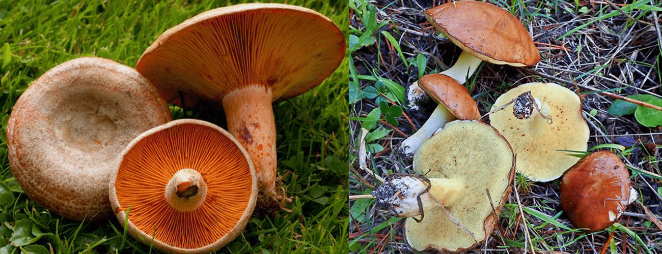 mushroom foraging sydney
