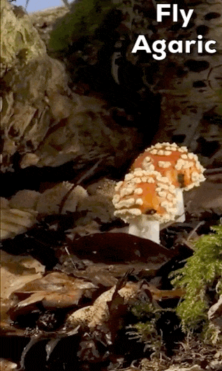 A moving image, gif, of a toadstool.