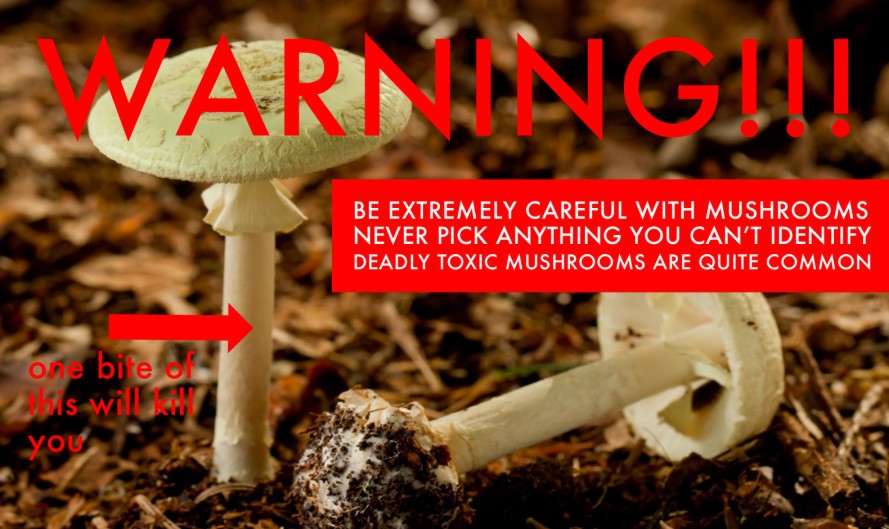 Mushroom picking safety