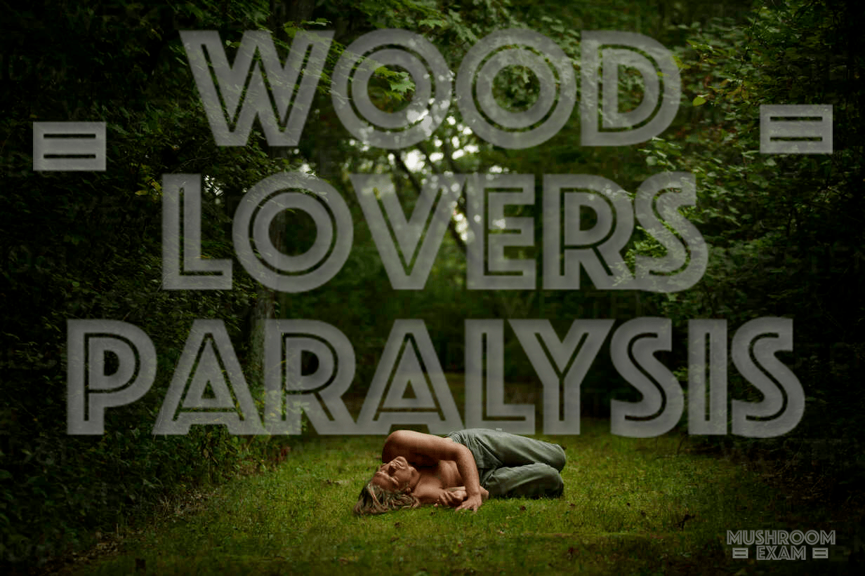 Wood Lovers Paralysis Psilocybin