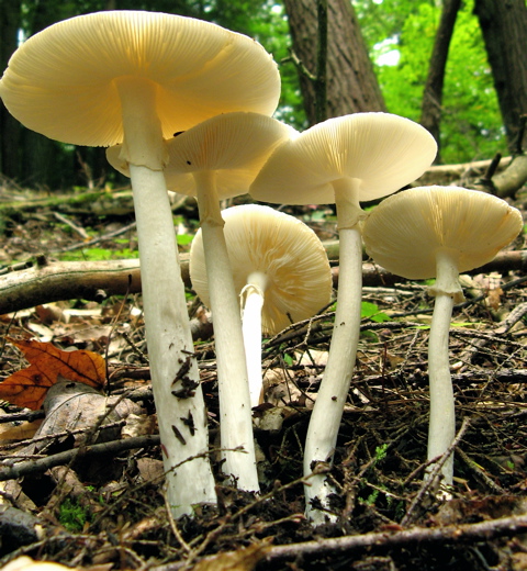 What mushrooms look like destroying angels
