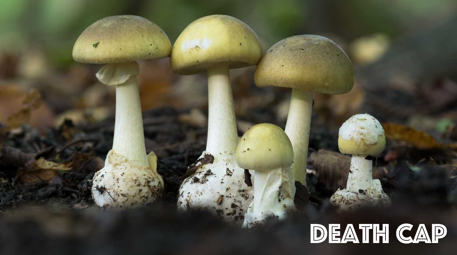 magic mushroom vs death cap