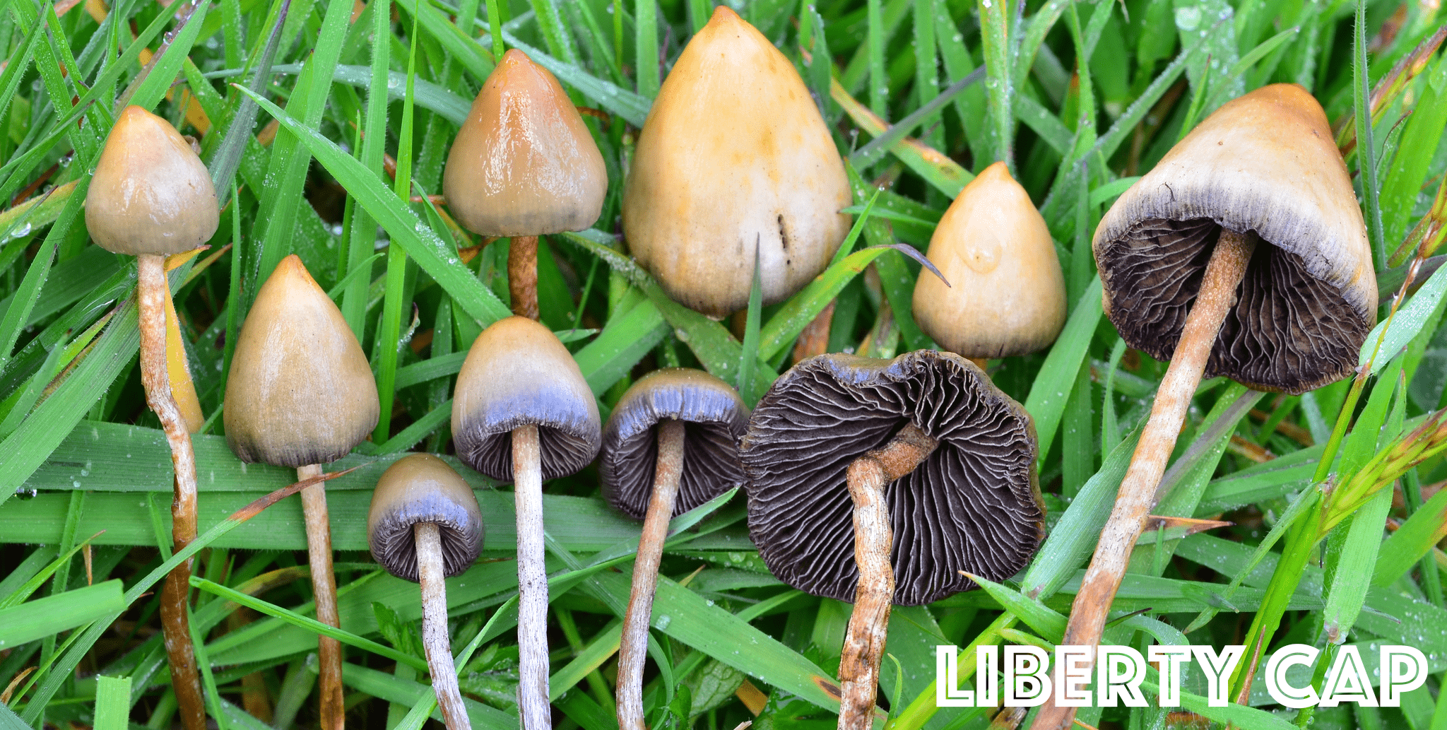 magic mushrooms that look like poisonous muchrooms