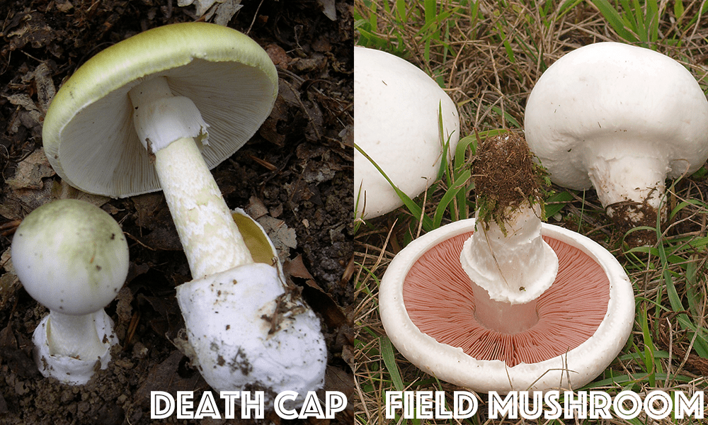 Comparison of Death Cap and Field Mushroom; Death Cap on the left with greenish tinted cap and distinctive stem, Field Mushroom on the right with white to cream-colored cap and pink to brown gills.