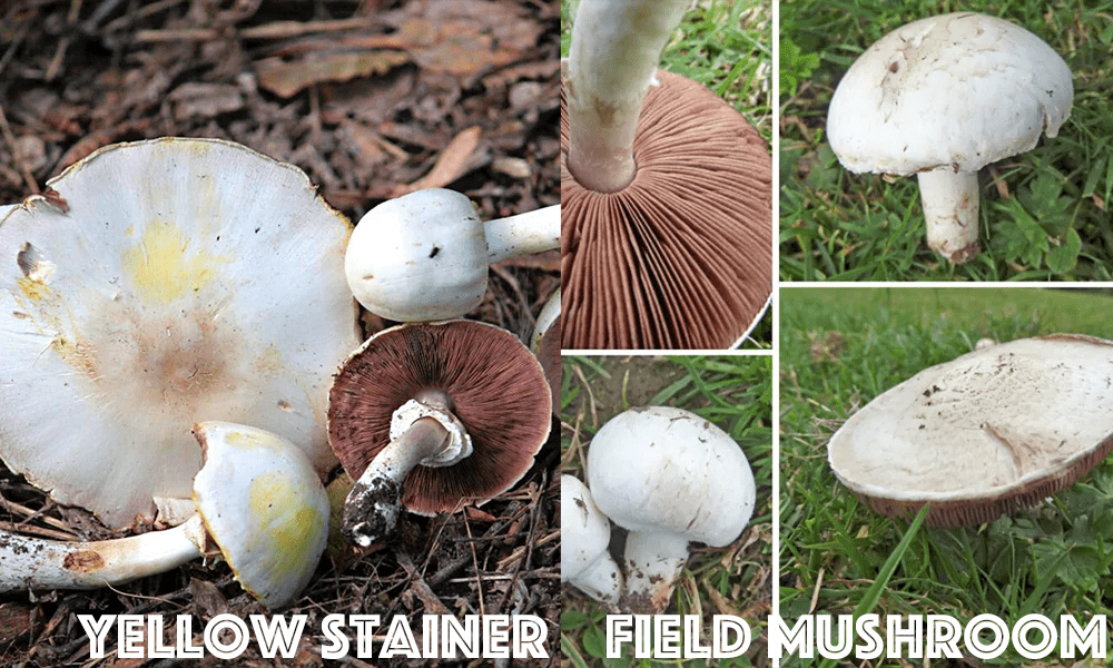 Field Mushroom and its common look-alikes