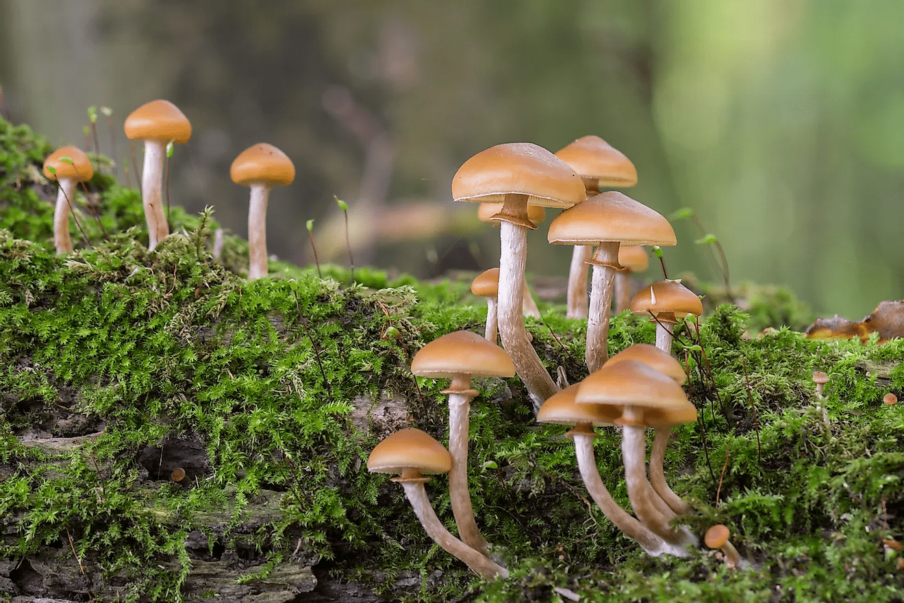 Galerina and magic mushrooms
