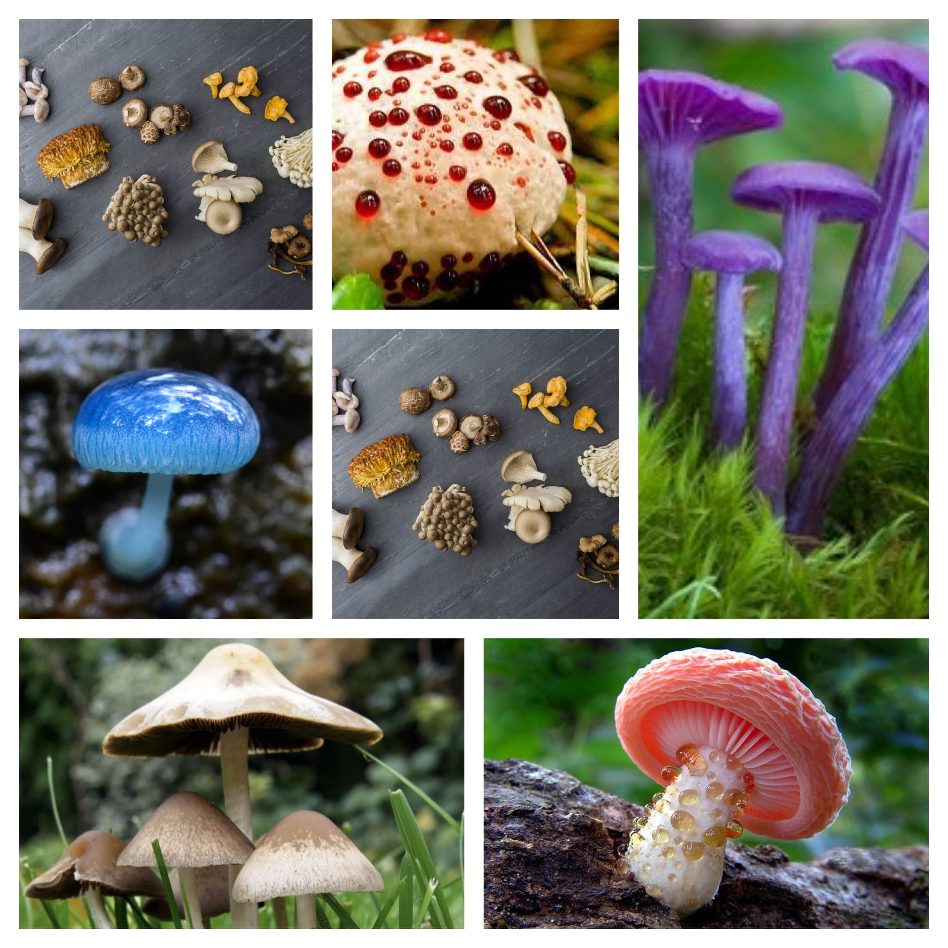 types of fungi species