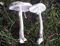 how to identify bad mushrooms