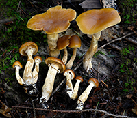 poisonous mushrooms that look alike