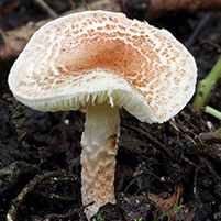 Poisonous mushroom mistake