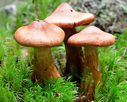which mushroom is poisonous
